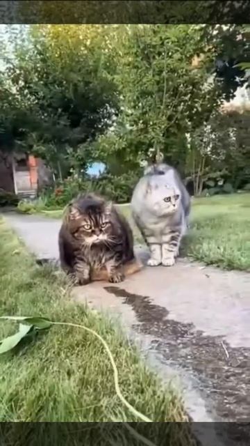 Котеек заинтересовал бегущий ручеёк 🐈😉💦👍