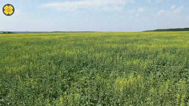 Яровой рапс. Мониторинг сорняков с помощью дрона.