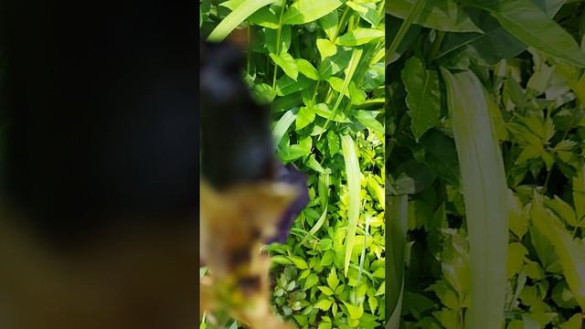 Ирисовая муха.