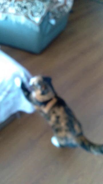 Cat2 #shorts