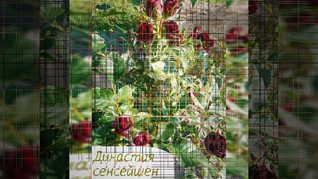 video20250614_163903_792.mp4