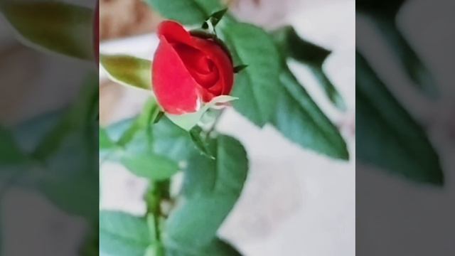 Роза Кардана зацвела 🌹