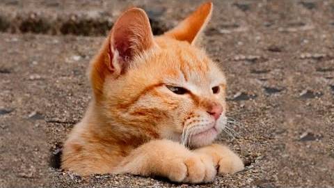 ПРИКОЛЫ С ЖИВОТНЫМИ ДО СЛЕЗ _ Смешные КОТЫ 2022 _ Приколы с КОТАМИ _ Funny ANIMALS video (5)