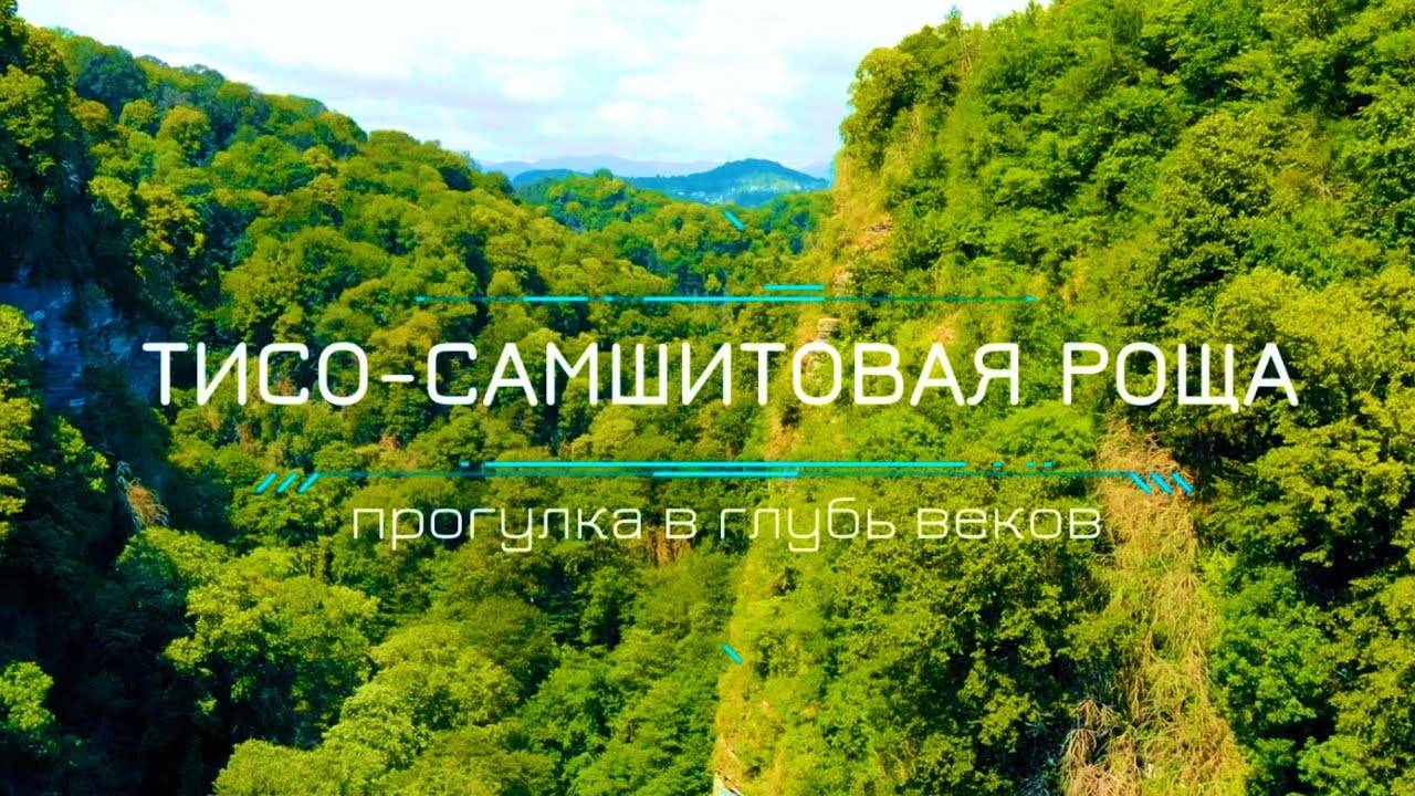 СОЧИ _ ХОСТА _ ТИСО-САМШИТОВАЯ РОЩА _ путешествие в глубь веков