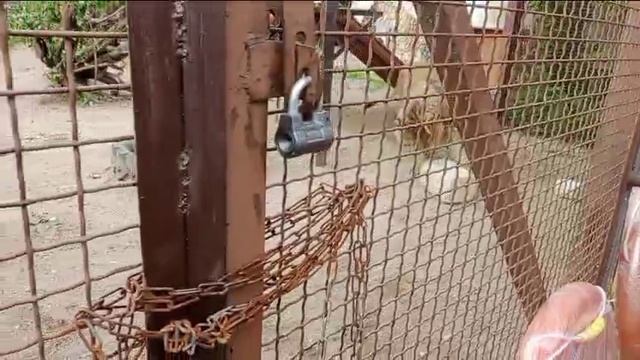 Шерхан. 14.06.2025.3. Видео от Светланы