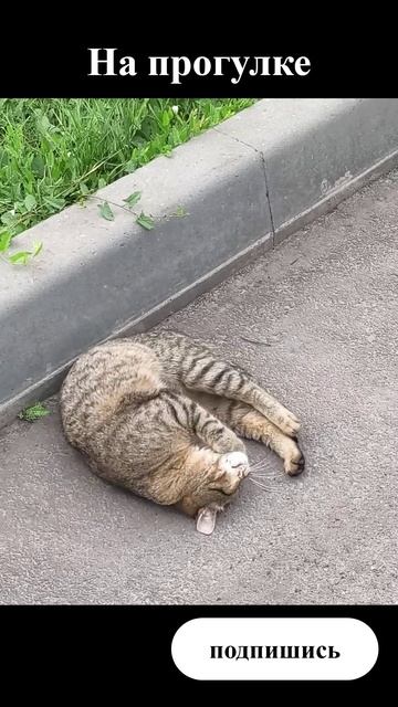самостоятельный
