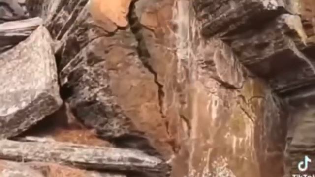 Очередная гора оказалась гигантским спиленным деревом.