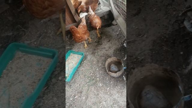 VID_20250614_170832.mp4