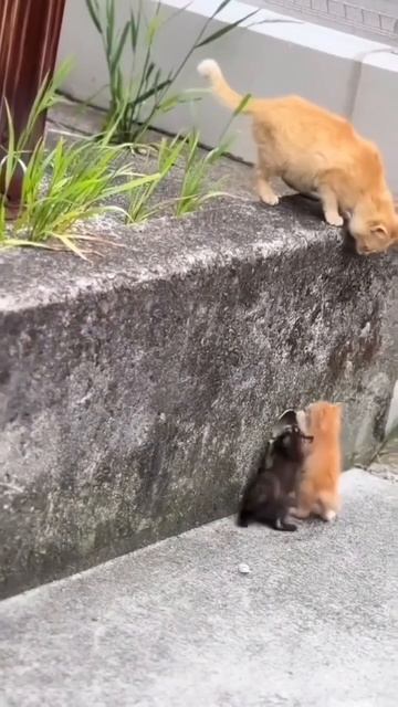 Мама кошка помогла своим деткам 🐈😻❤️🤩