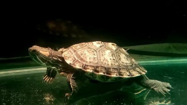Гигиена красноухой черепахи. Стрижка когтей и купание