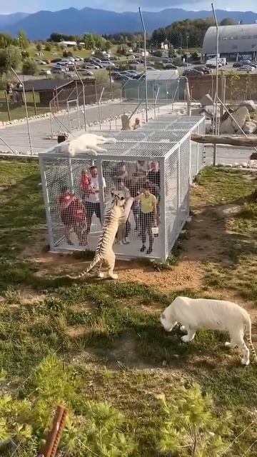 Люди в клетке 😉🐅❤️🤩