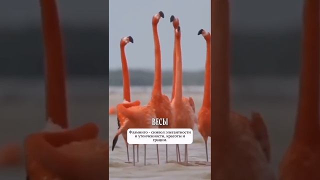 VID_20250611_144104_723.mp4