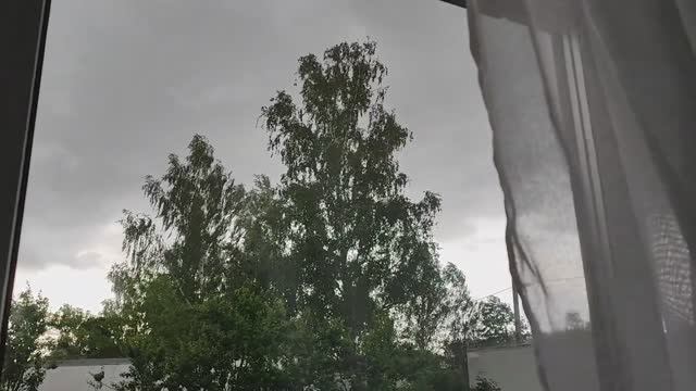 Что я делаю в дождь？ Пионовый чай. Как спасти лук. Жизнь