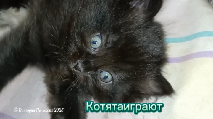 Котята играют, такие забавные, интересно за ними наблюдать