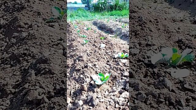 Пенопласт в капусте 😅