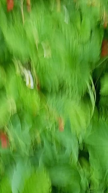 Урожай земляники