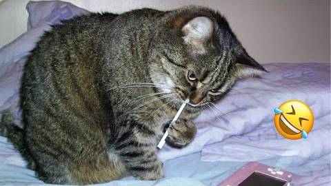 ПРИКОЛЫ С ЖИВОТНЫМИ ДО СЛЕЗ _ Смешные КОТЫ 2022 _ Приколы с КОТАМИ _ Funny ANIMALS video (7)