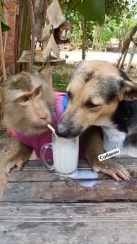 Обезьяна с собакой