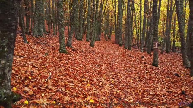 Ты НЕ СМОЖЕШЬ выключить это видео! - Stay Awhile -- Ayla Nereo -- Play Me a Time