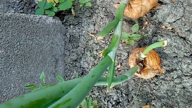 1000010038.mp4 Спасают друг друга от гибели в грязюке.Инна Гетц.