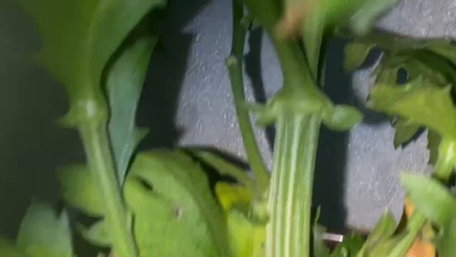 Мои цветочки