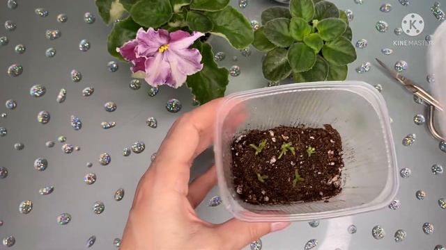 Размножение фиалки-химеры цветоносом. Результат.