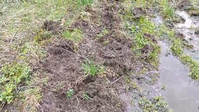 oxota.prof По кабаньим покопкам.