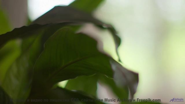Ты будешь пересматривать его в самые трудные моменты! - Cool-Fever -- Ketsa -- Mini LP