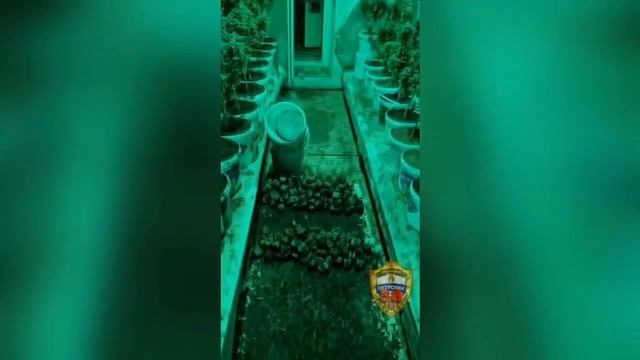 В Подмосковье задержали мужчину, который вырастил 374 куста конопли и раскидал 656 закладок
