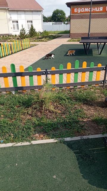 детская площадка ,кошки