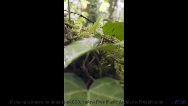 Леса звучат как личный саундтрек к мечтам - Never Long (Time Goes By) -- Sahara Sky -- Escapism