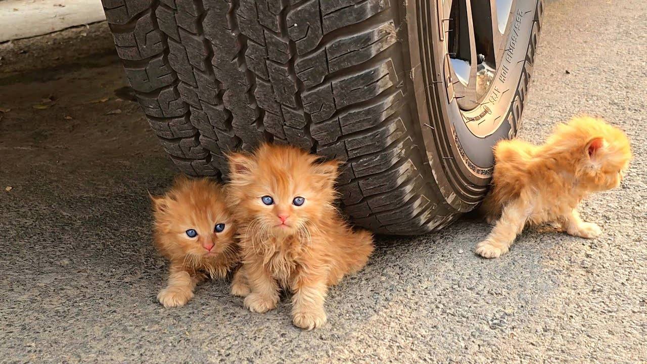 Трое бездомных котят оказались одни! Спасение!