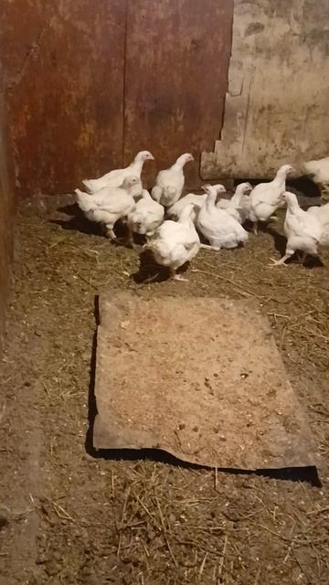 Купила бройлеров Ани такие лентяи
