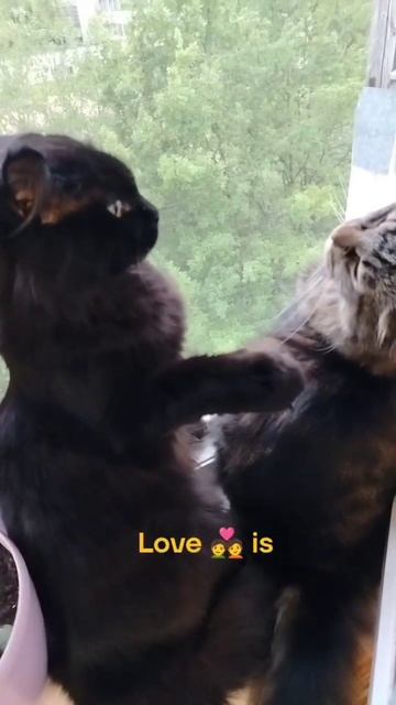 Love 💑 is