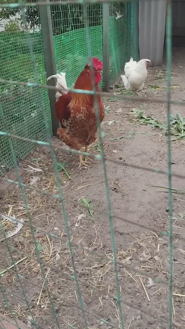 Наше куриное царство 🐓🐥