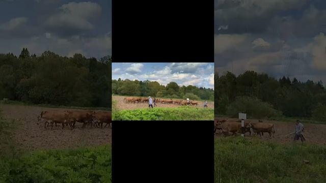 Не лёгкий путь наши коровок