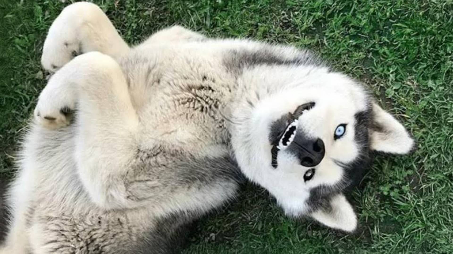 Если хаски не драматичен, то хаски ли это вообще! 😆