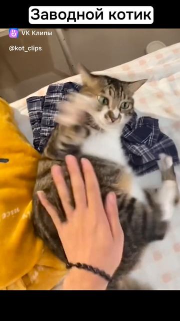 Котики
