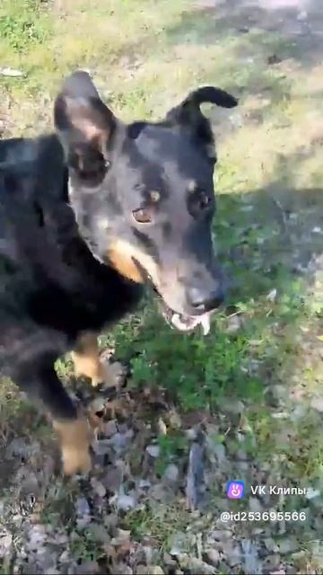 Разминка #босерон_питбуль #собаки #МэниГуля #дрессировка #прогулка