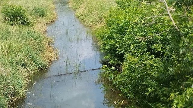 Жара ,речушка высохла местами дно сухое ,из живности ужик , черепаха , лягушки и рыбку видел.