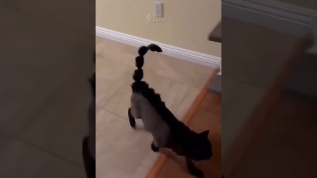 СТРИЖКА КОТИКОВ