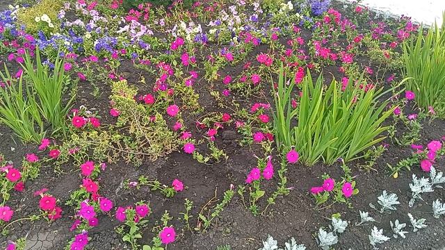 Цветочки 14-06-2025
