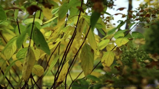 Ветер, звёзды и мелодия, которая сводит с ума... - Soft Inspiration -- Scott Holmes Music -- Inspiri