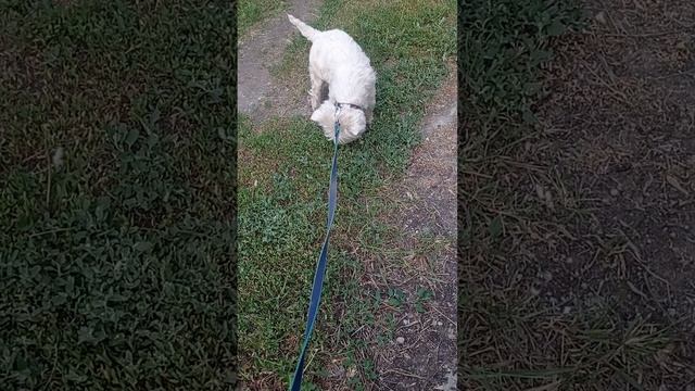 прогулка со стигом и некультурный друг .mp4