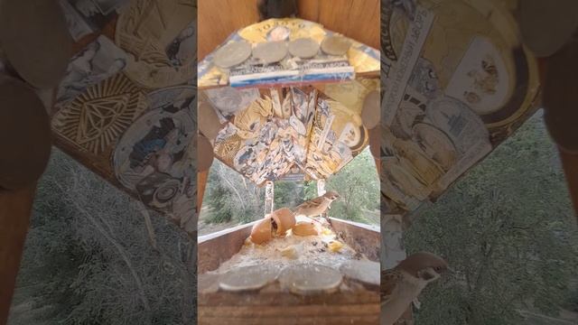 1000044648.mp4Жизнь кормушки.14.06.2025г.