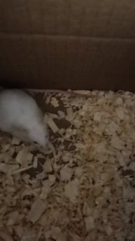 Бамбуковая карликовая мышь