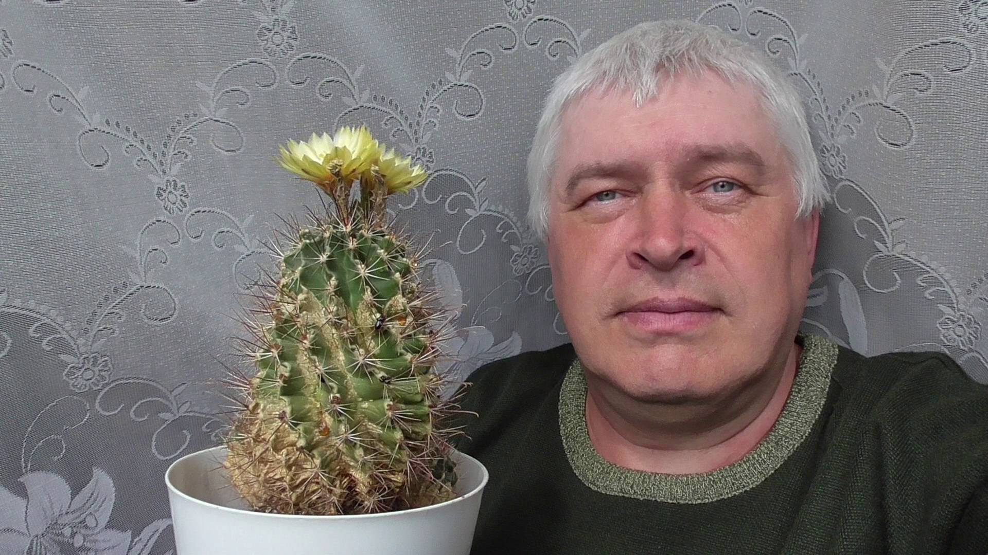 Сегодня 14 июня. Цветёт кактус, жёлтые цветы на кактусе