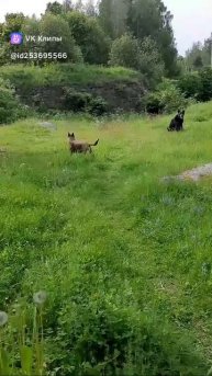 Игрульки #МэниГуля #босерон_питбуль #собаки #прогулка