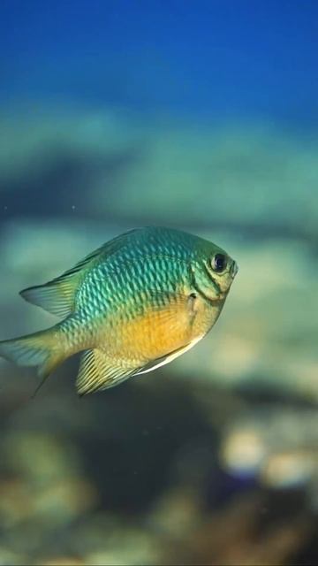 Amblyglyphidodon curacao 🐠