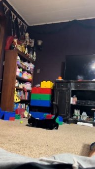 кот. поиграй со мною